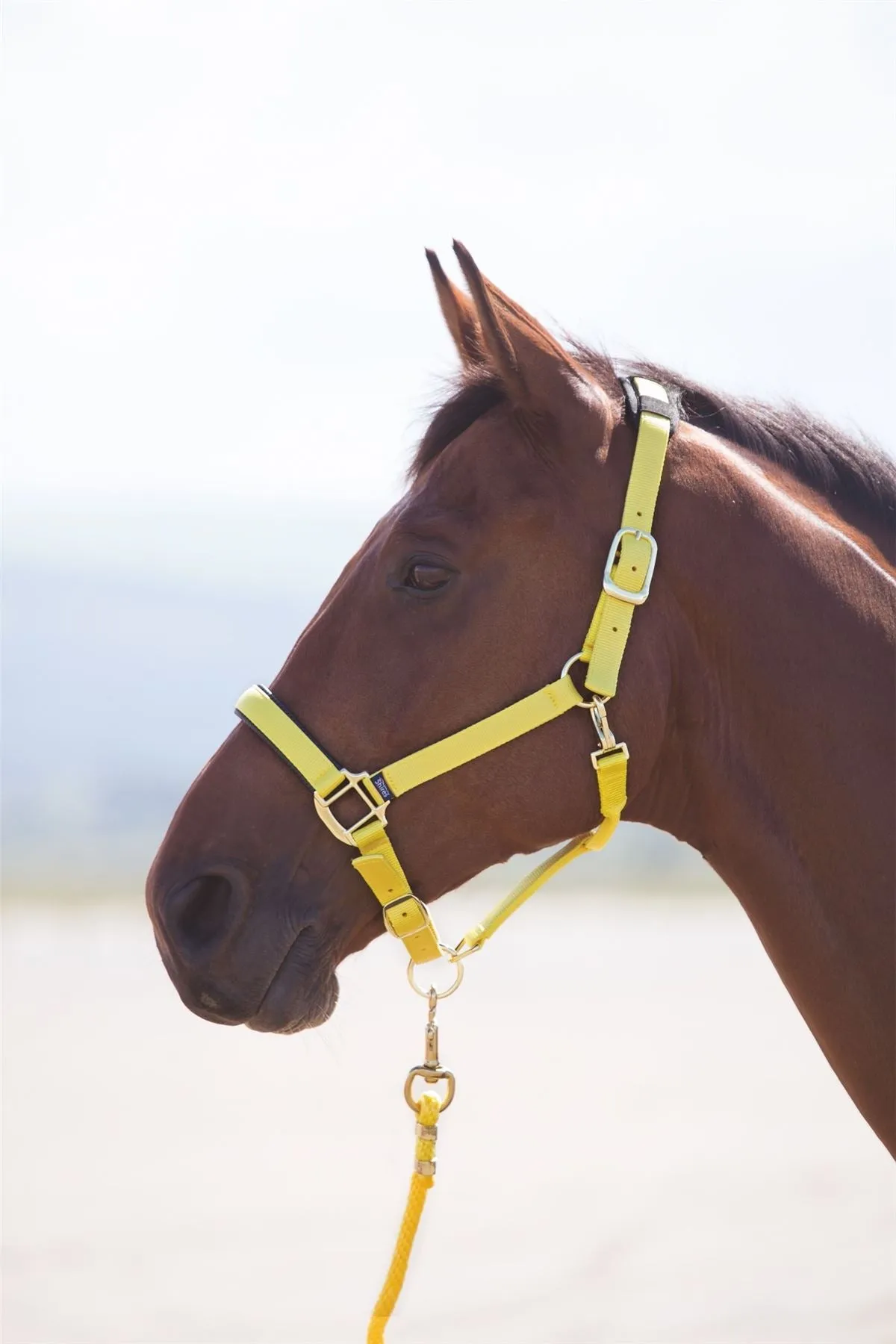 Shires Topaz Nylon Headcollar